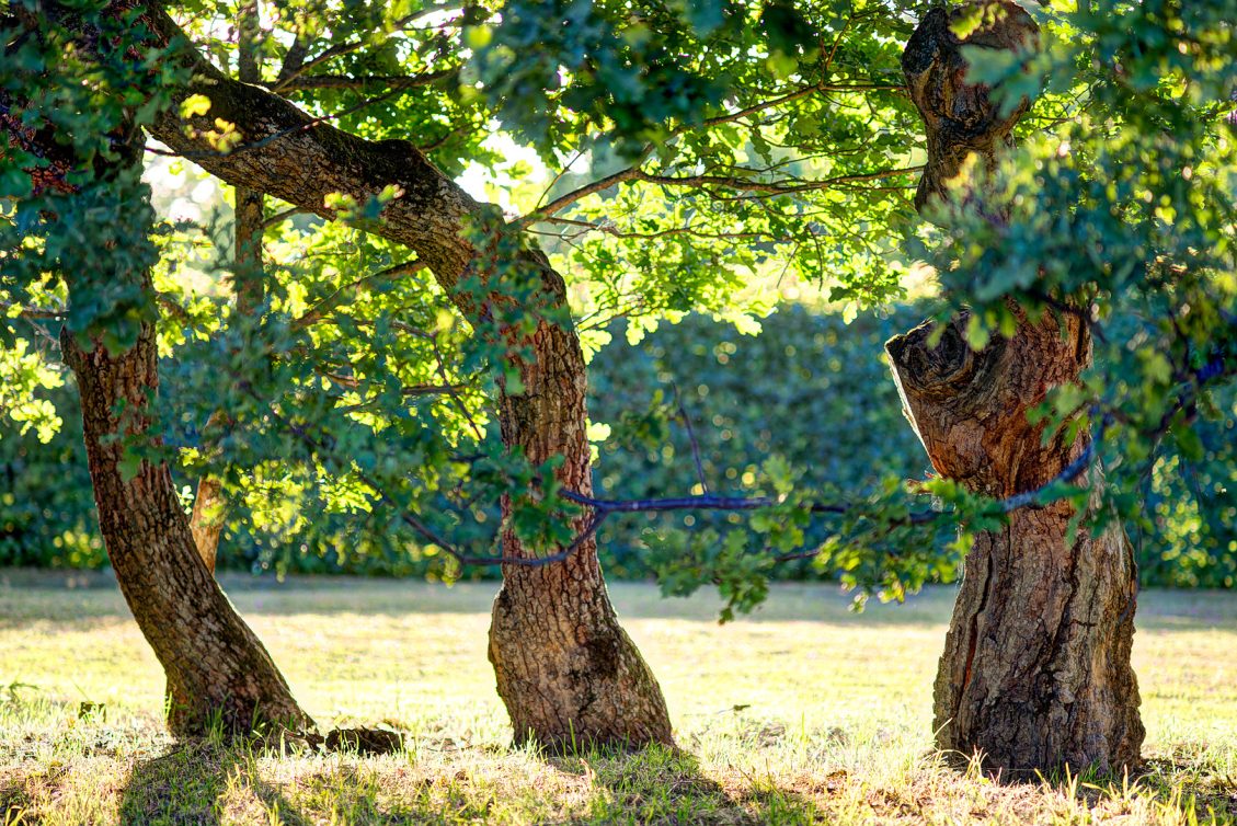 Drottningholms slottspark