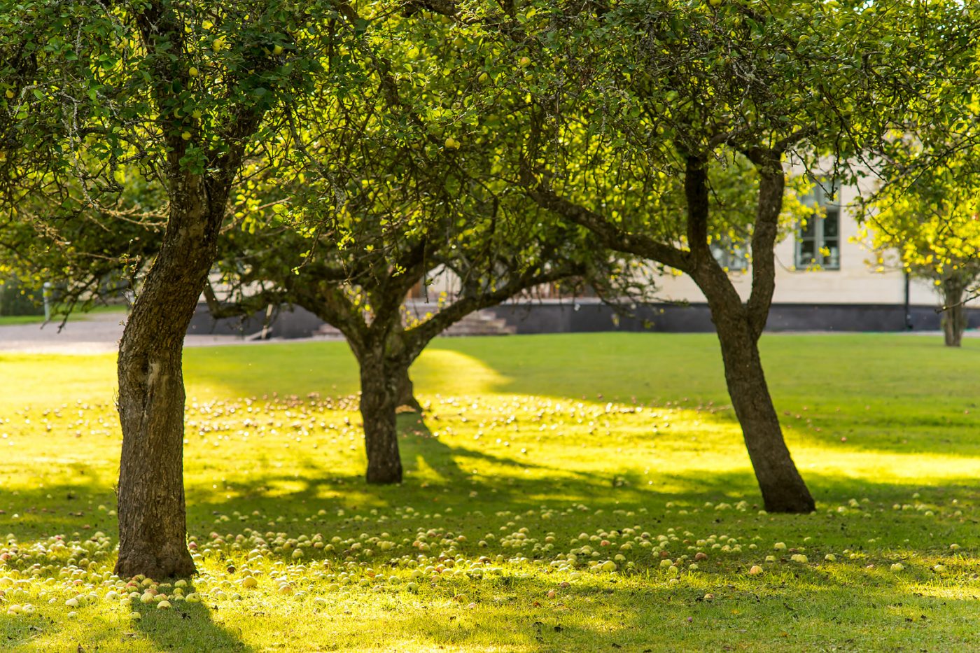 Drottningholms slottspark